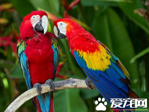 鹦鹉喜欢吃什么食物 新鲜蔬果的补充非常重要