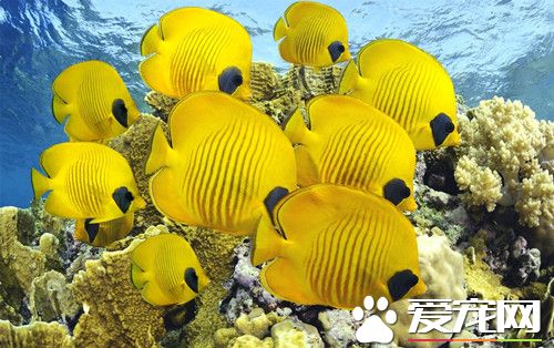 养鱼需要哪些设备 饲养观赏鱼需要的设备