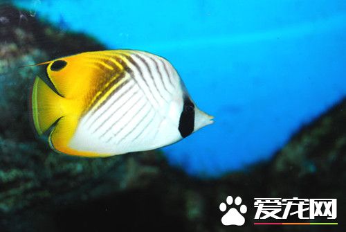 正确的养鱼方法 如何在家正确的养鱼方法