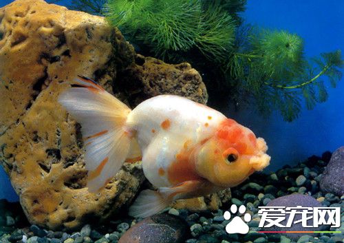 养鱼用什么饲料好 选择金鱼饲料的十大原则