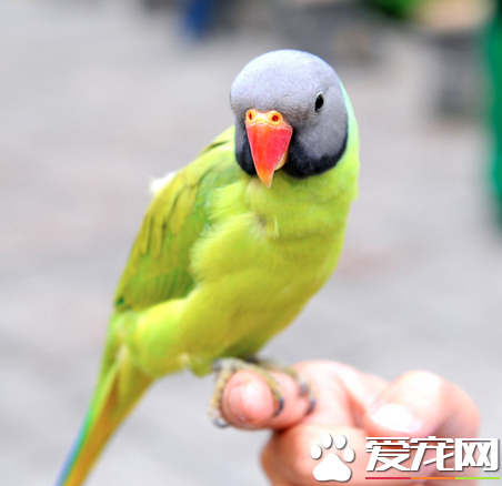 鹦鹉要怎么养 详解鹦鹉达人饲养的五大技巧