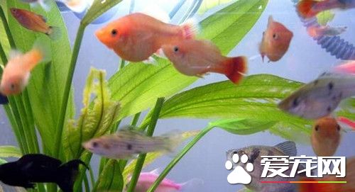 养鱼多少天换一次水 换什么水才合适