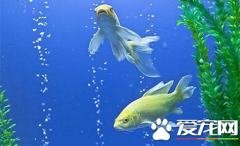 公司养鱼有什么讲究 公司养鱼需要注意事项