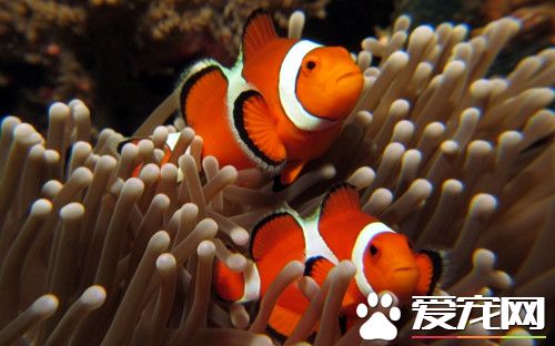 自来水可以直接养鱼吗 自来水养鱼注意事项