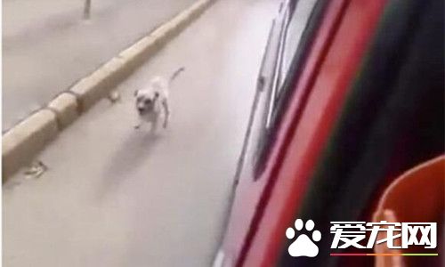 狗主人癫痫病发作 狗狗一路跟着救护车追随