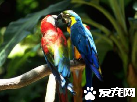 鹦鹉什么时候下蛋 鹦鹉的品种不同略差异