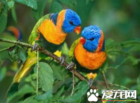 鹦鹉饲料配方 碳水化合物脂肪蛋白质是主要成分