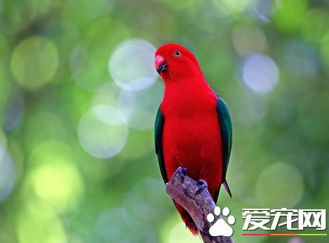 怎样训练鹦鹉说话 训练的基本要求与方法