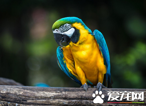 鹦鹉怎么喂养 鹦鹉饲养可选用金属笼