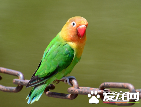 鹦鹉怎么会说话 详解鹦鹉会说话的原理