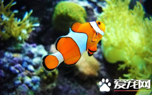 公司养鱼养几条好 办公室养鱼需要注意的事项