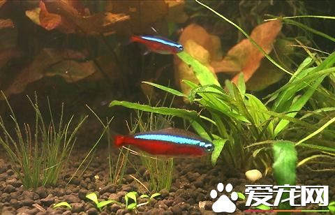 养鱼需要注意什么 新手养鱼应该注意的地方