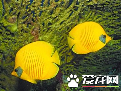 养鱼停电怎么办 养鱼停电时候需要注意地方