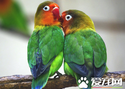 养什么鹦鹉好 揭四种适合家庭饲养的鹦鹉