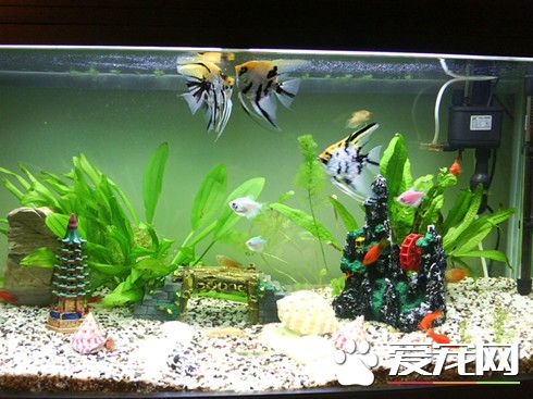 养鱼要注意什么 养鱼要注意哪些事项