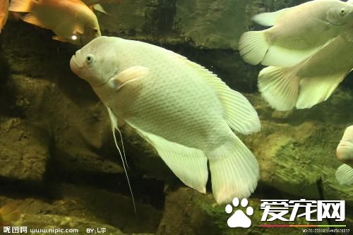 养鱼放在什么位置好 鱼缸要针对财位来摆放