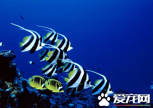 养鱼前怎么养水 养水的时候需要注意的地方