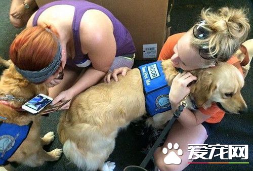 最特别的慰藉 金毛犬为美国枪案受创者疗伤