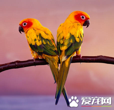 鹦鹉多大会说话 一般要经过两年训练后