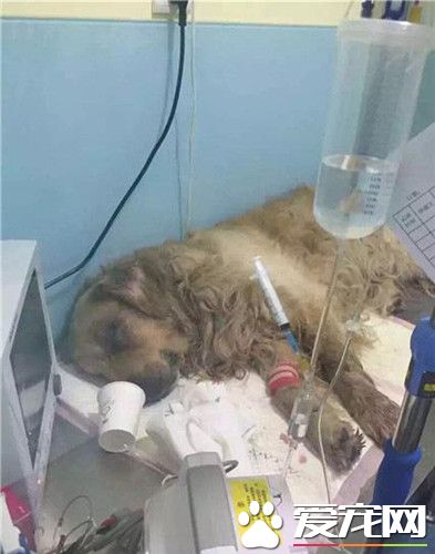 主人的残忍与路人的好心帮助 众人筹款为救狗狗