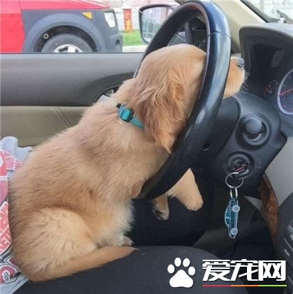 老司机也有开小差的时候呢！