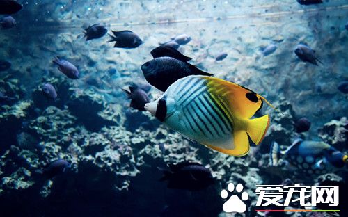 养鱼用什么过滤好 养金鱼的过滤系统