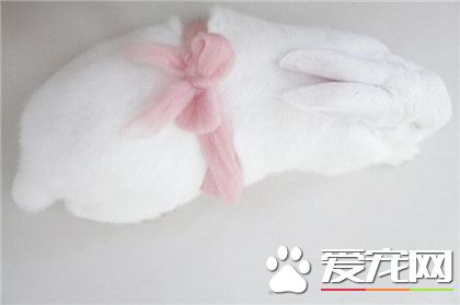 可爱的兔纸~ 奶糖糖大叔