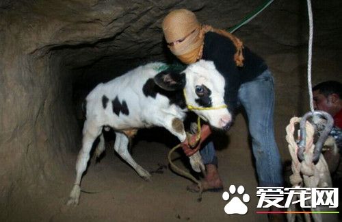 男子听到前方井口传来微弱的呻吟声 救出小狗