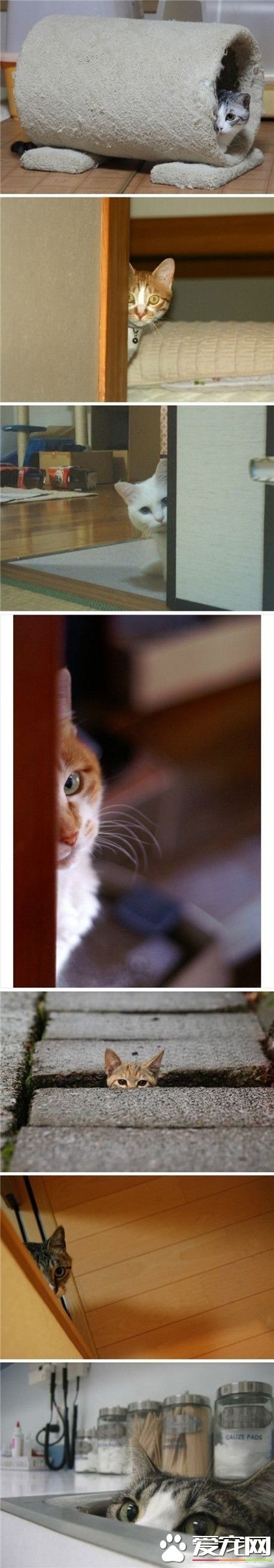 嘘！喵星人又在监视我们了~