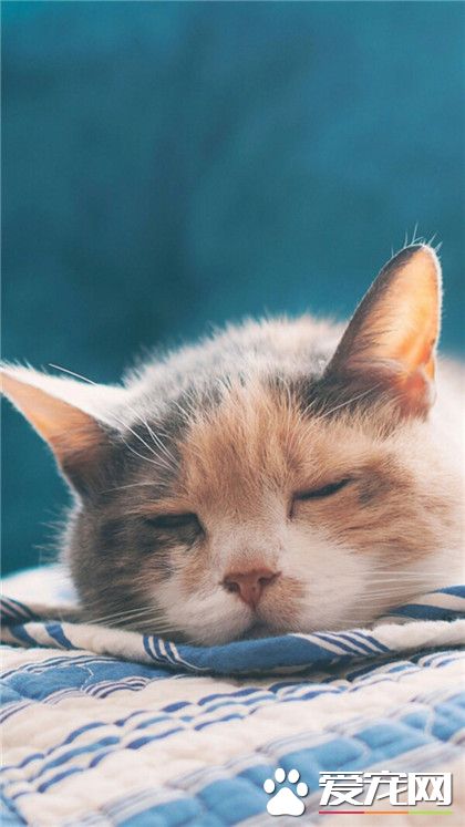 喵星人，嘘，让我先睡一会~