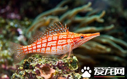 养鱼的水要放几天 养鱼的水需要注重的地方