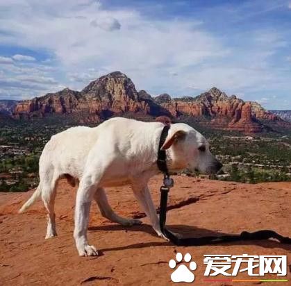 他带着即将死亡的狗狗去旅行 最后奇迹发生