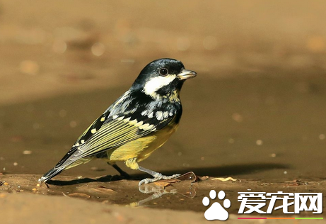 雏鸟怎样喂养 详解喂食雏鸟的4个注意点