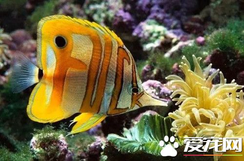 活性炭养鱼怎么用 活性炭养鱼过滤的原理