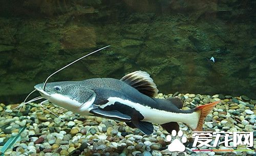 养鱼的水质不好怎么办 调节养鱼水质常见方法