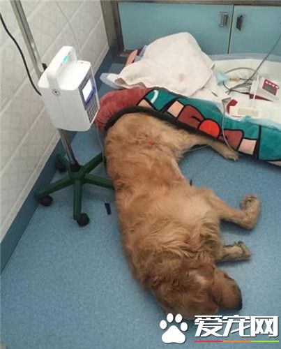 主人的残忍与路人的好心帮助 众人筹款为救狗狗