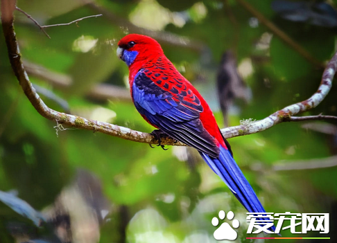 鸟一般吃什么 鸟类的消化能力强需不停的进食