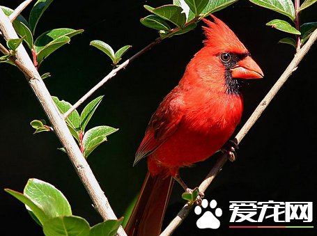 如何喂养雏鸟 先判断这是何种类型的鸟类