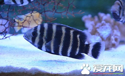 养鱼和风水有关系吗 家中养鱼风水的重要