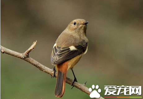 雏鸟是什么意思 指不能独立生活的幼小鸟类