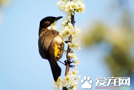 鸟拉稀怎么办 详解鸟儿常见疾病及防治方法