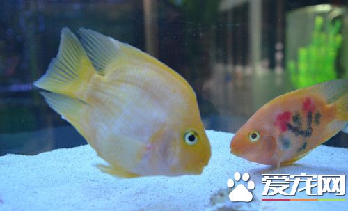 养鱼的水混怎么办 快速解决家中鱼缸水混方法