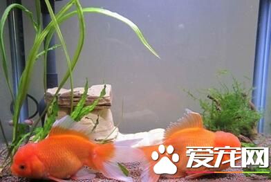 冬季养鱼注意事项 冬天养金鱼需要注意地方