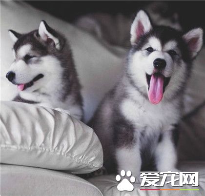 为啥小时候说好的小正太，长大了就成了二哈了呢？