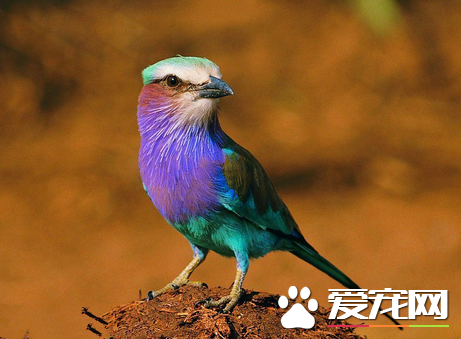 鸟吃什么食物 详解适合鸟儿吃的13种食物