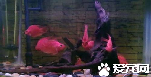 怎样使养鱼的水变清 使养鱼的水变清注意事项