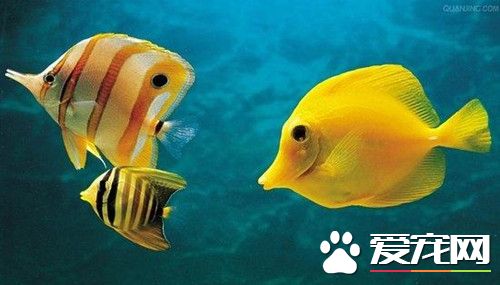 养鱼的水怎么处理 几种快速处理养鱼水的方法