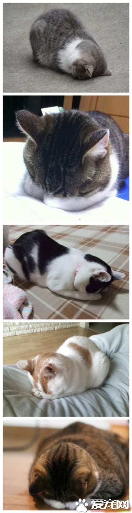 风行猫咪界的睡姿——五体投地式~