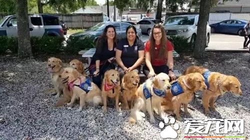 一群金毛暖男分队 赶赴奥兰多枪击案现场