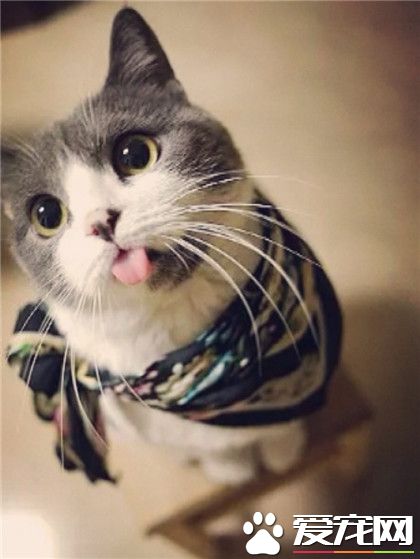 喵星人，萌萌哒，看我有没有韩范风呢？